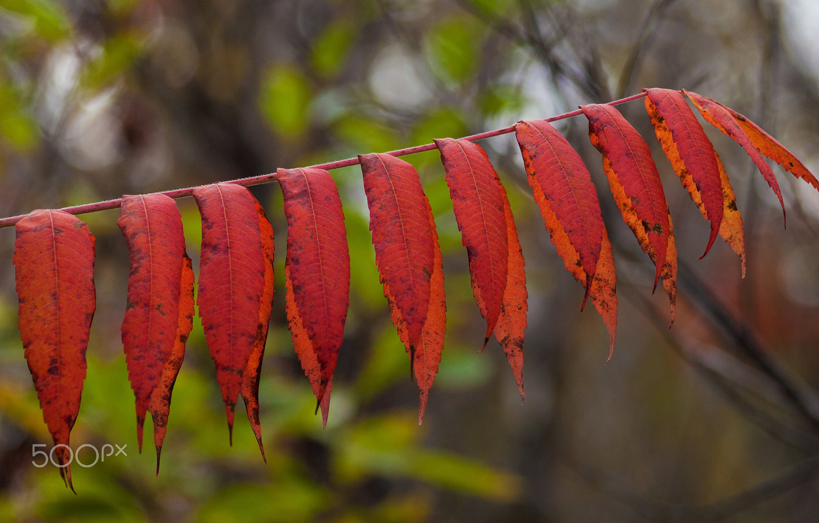 Olympus Zuiko Digital ED 70-300mm F4.0-5.6 sample photo. Fall decay with life photography
