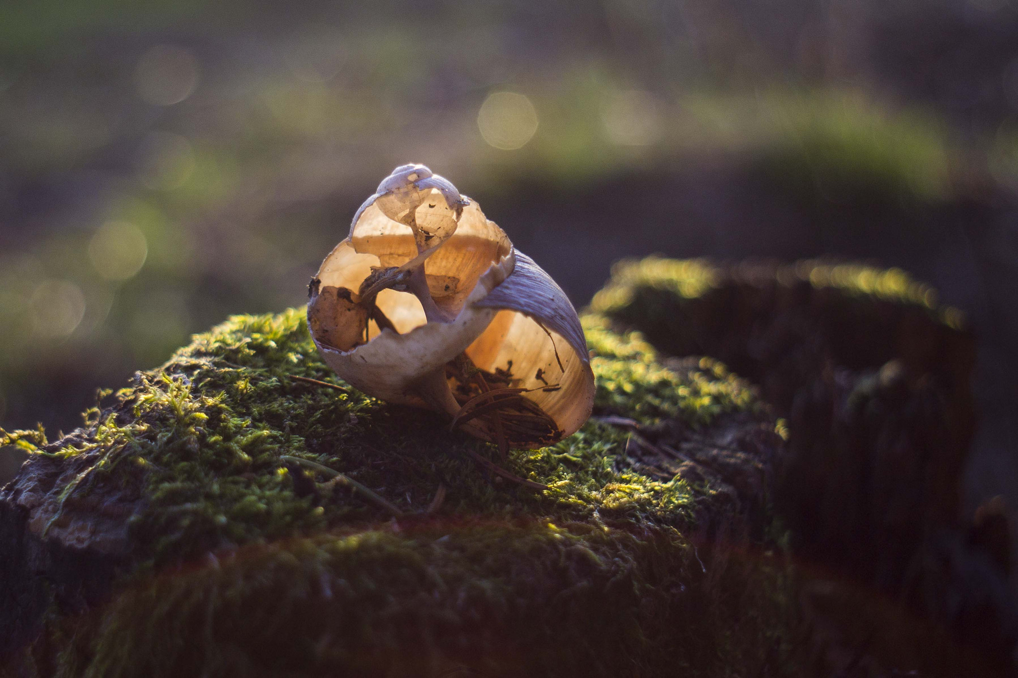 Canon EF 35-80mm f/4-5.6 sample photo