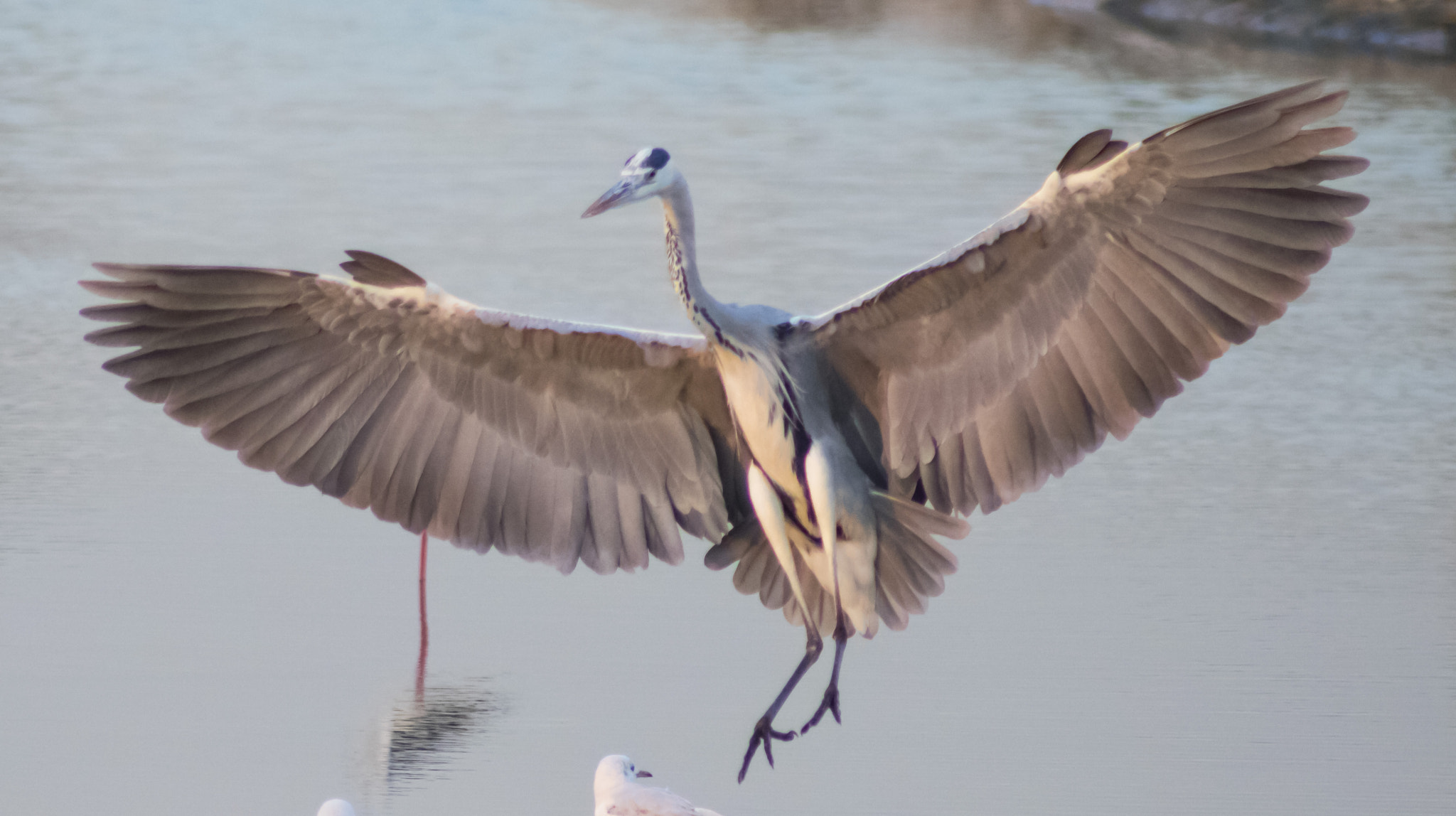 Canon EOS 750D (EOS Rebel T6i / EOS Kiss X8i) + EF75-300mm f/4-5.6 sample photo. Wings is the beauty photography