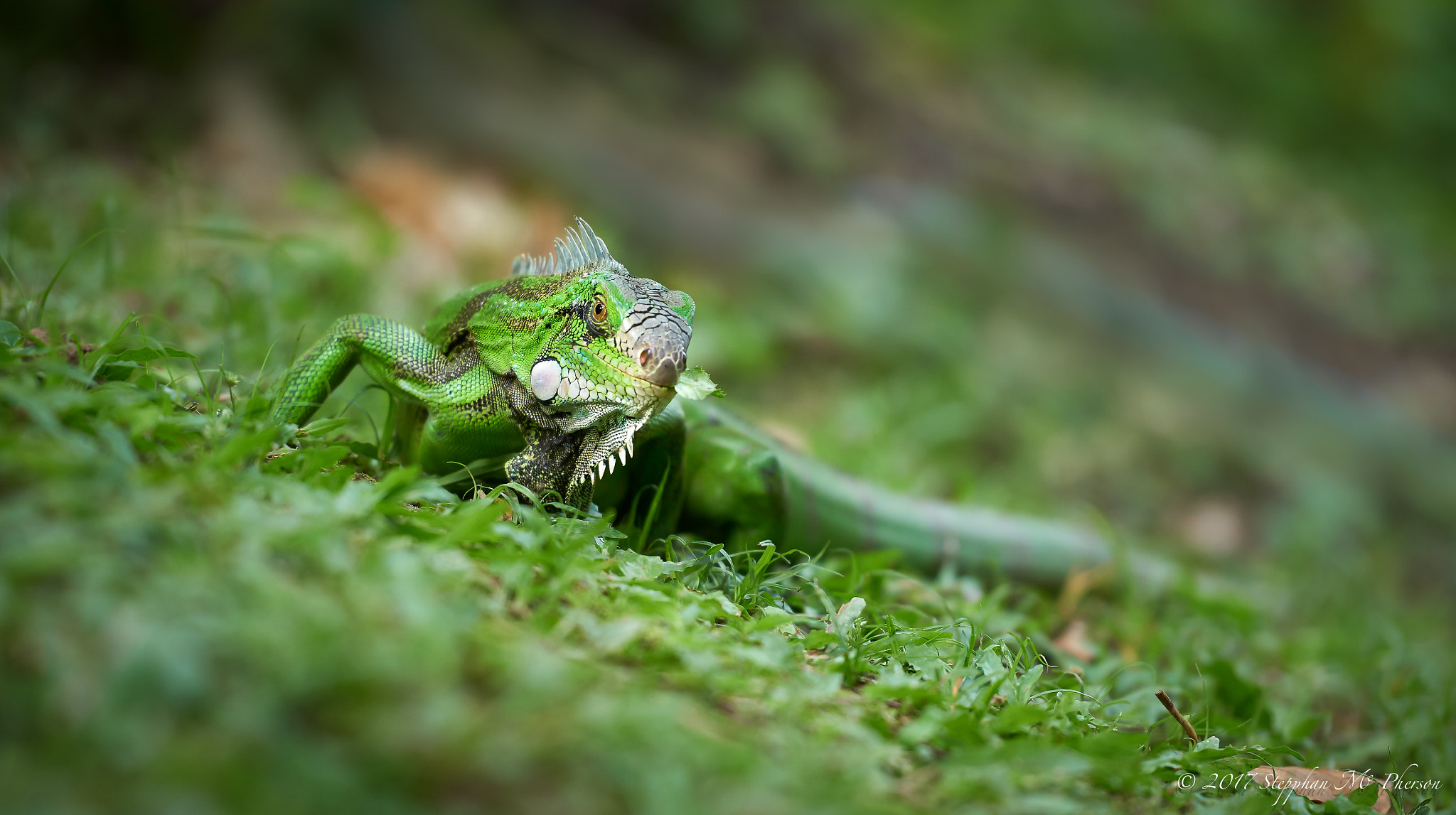 Nikon D810 sample photo. Snack time photography