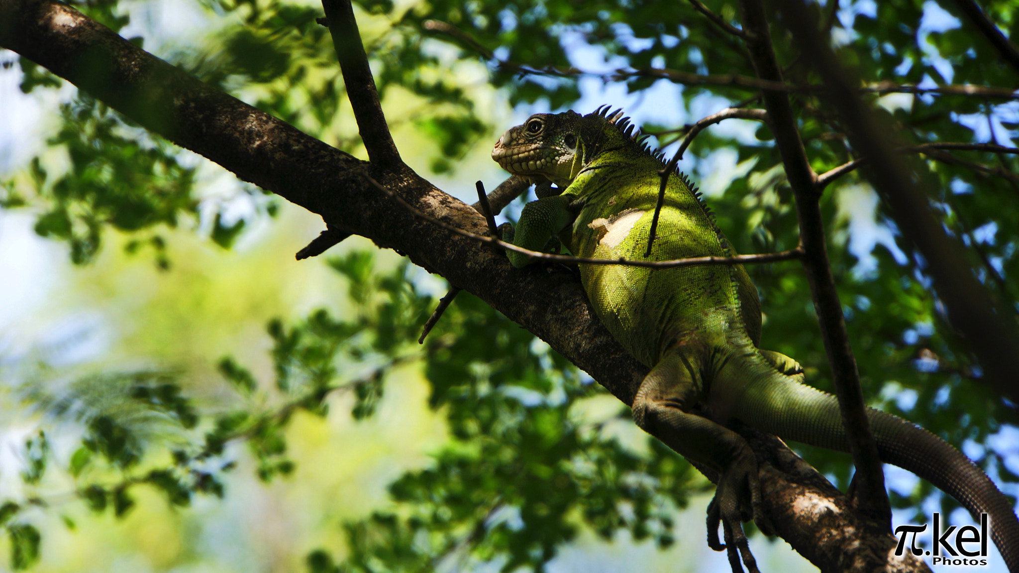Sony E 18-200mm F3.5-6.3 OSS LE sample photo. Shadow on iguana photography