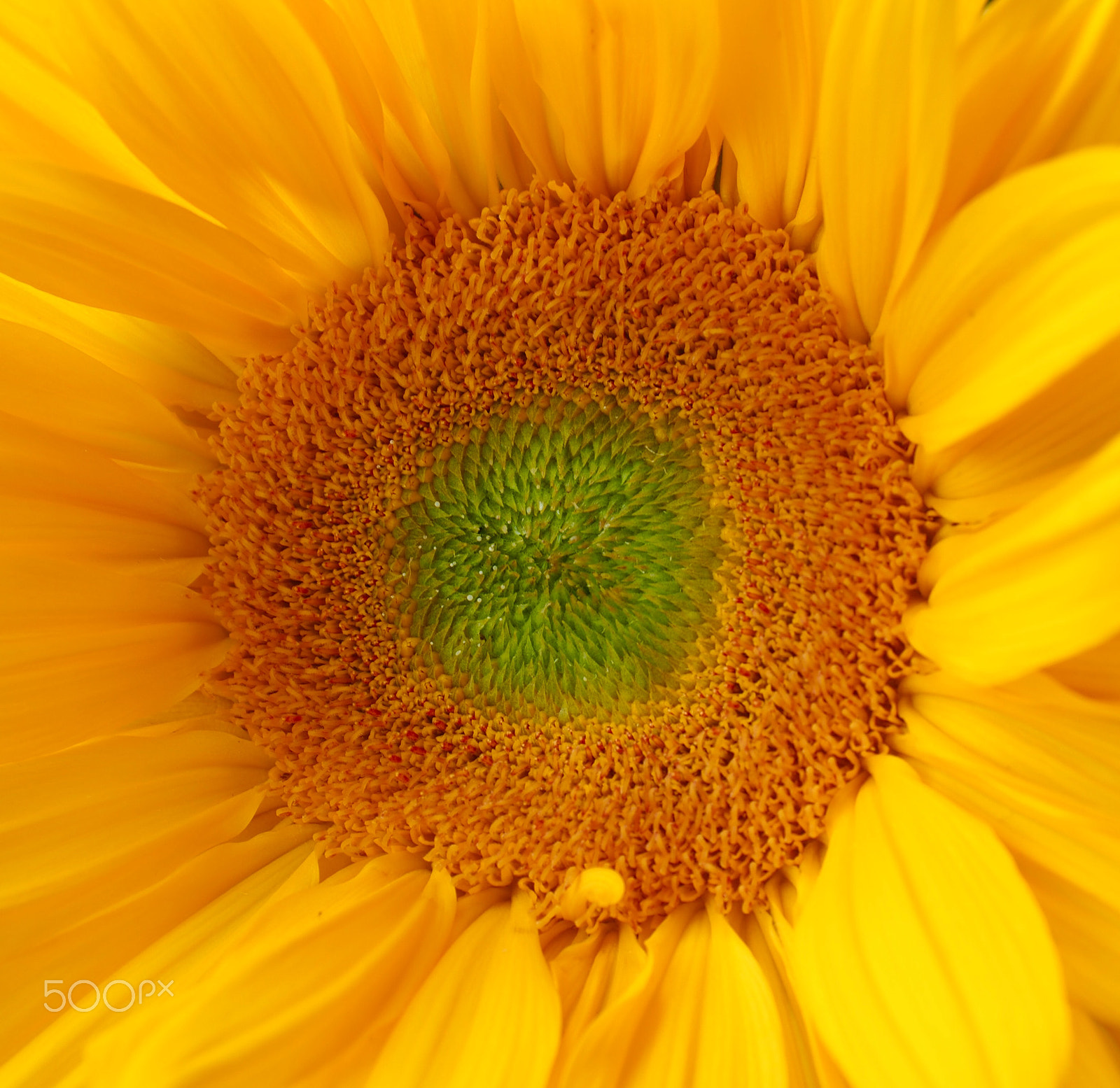 Olympus M.Zuiko Digital ED 12-40mm F2.8 Pro sample photo. Sunflower close-up photography