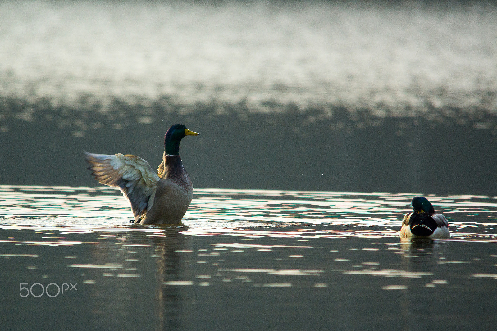 Sigma 150-500mm F5-6.3 DG OS HSM sample photo. Winter sun photography