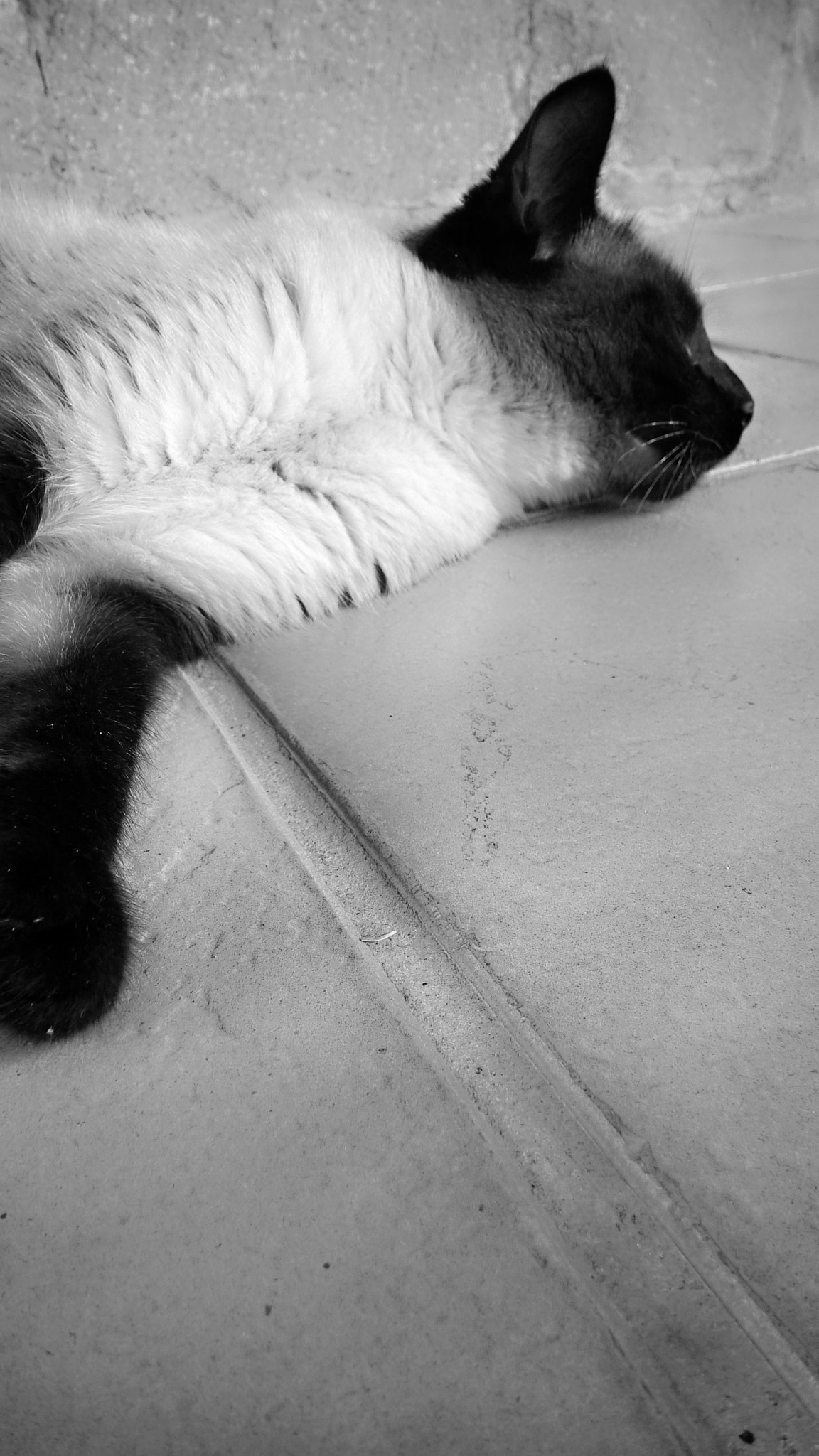 Nokia Lumia 830 sample photo. Go away. photography