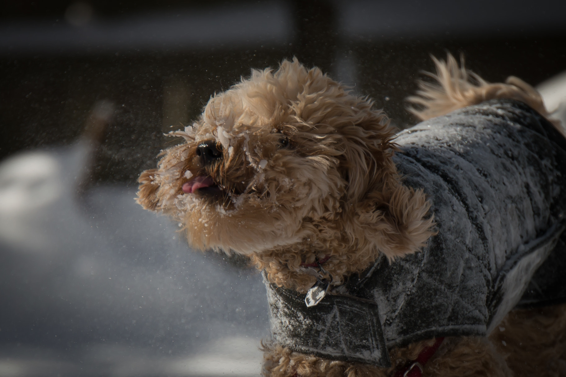 Tamron SP 70-200mm F2.8 Di VC USD sample photo. Find your bliss photography