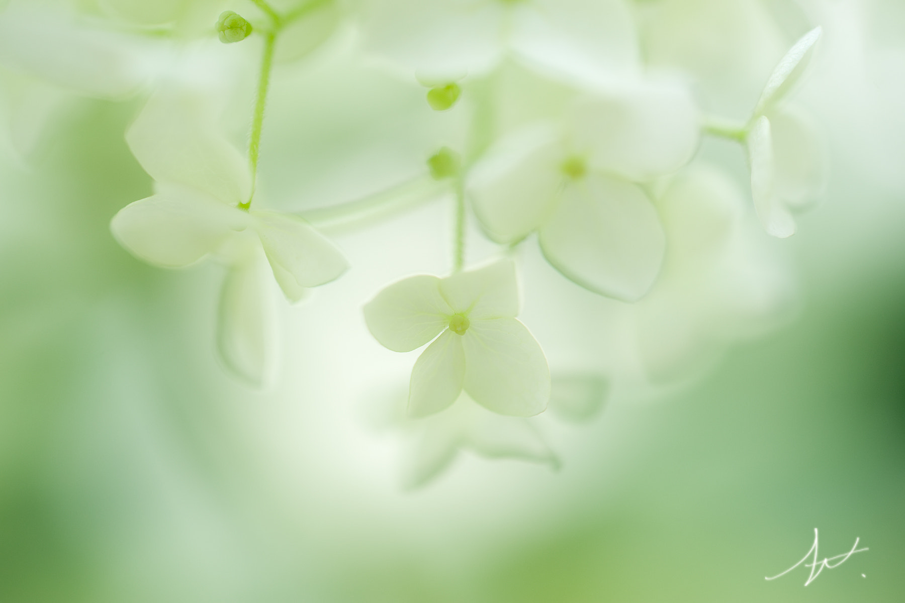 Nikon AF-S Micro-Nikkor 60mm F2.8G ED sample photo. 意思 photography