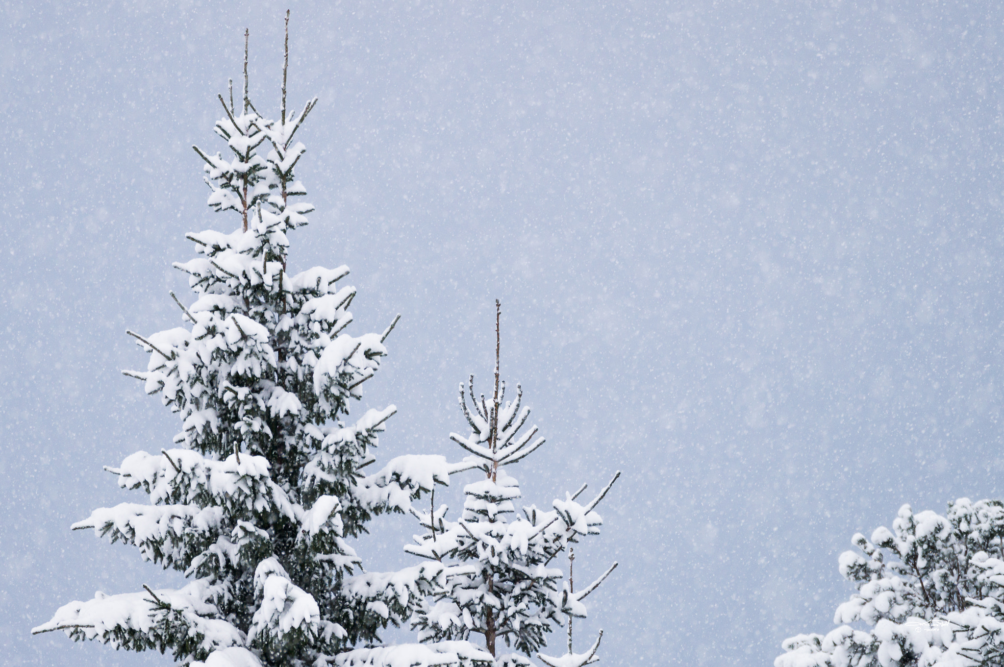 Sony 70-300mm F4.5-5.6 G SSM sample photo. Snow. i really hope this will happen this winter, like it did last season. powder. photography