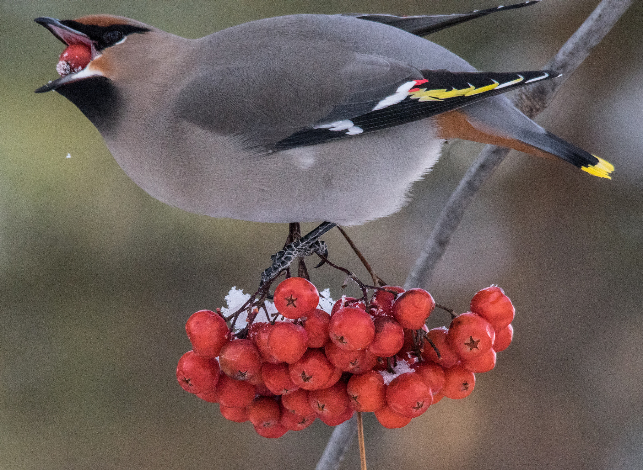 Pentax K-3 II sample photo. Cedar wax wing photography