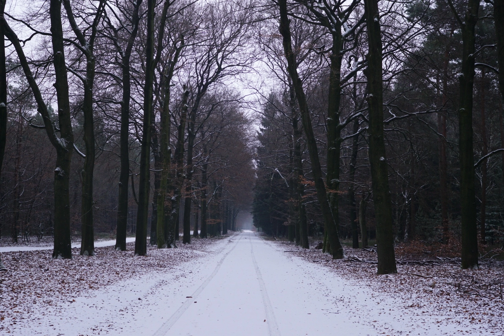 Sony ILCA-77M2 sample photo. First snow in 2017 in holland photography