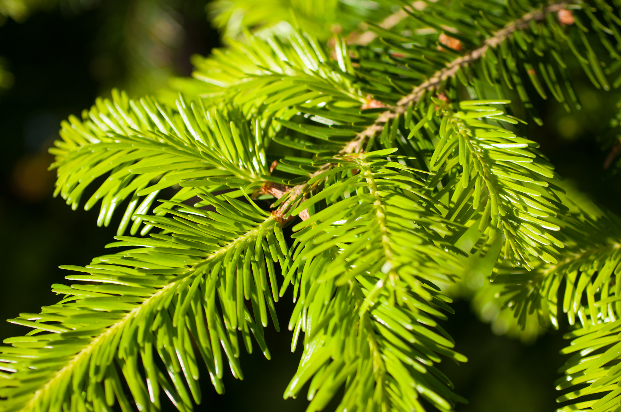 Nikon D90 + Sigma 50mm F2.8 EX DG Macro sample photo. My christmas feeling... photography