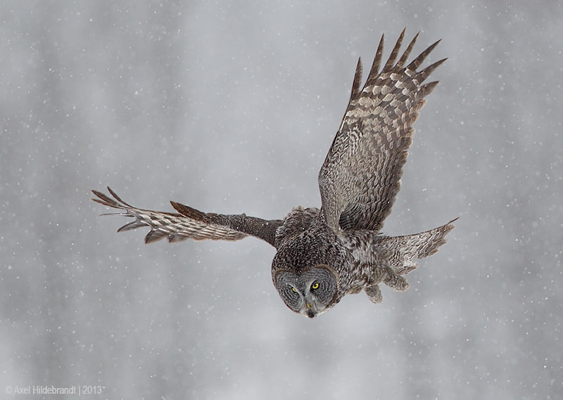 Canon EF 500mm F4L IS USM sample photo. Great gray owl photography