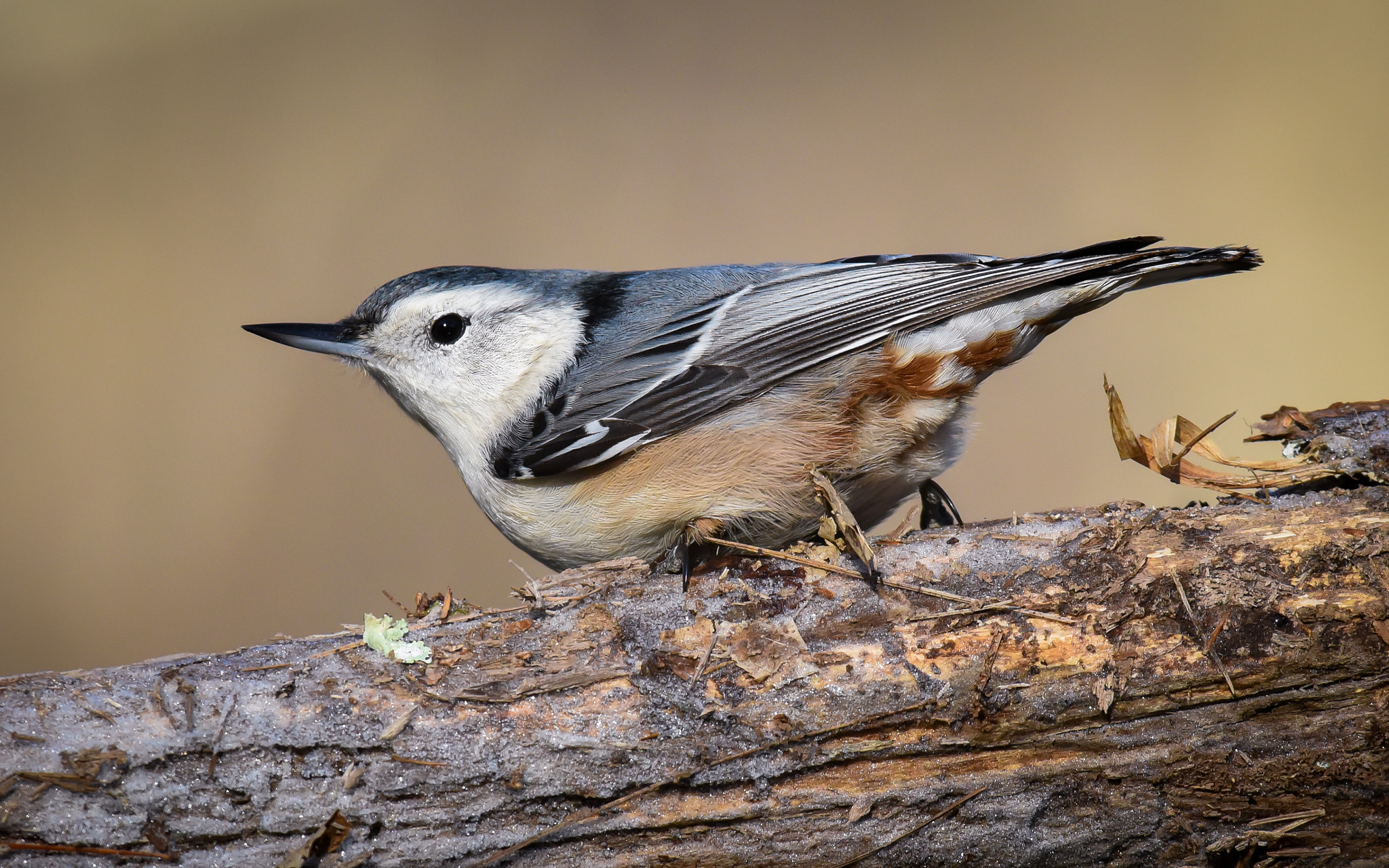 Nikon AF-S Nikkor 300mm F2.8G ED-IF VR sample photo. White-breasted nuthatch photography