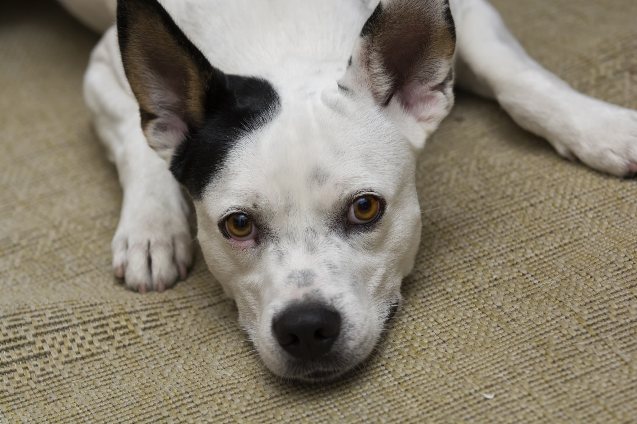 Nikon D5200 + Sigma 70-200mm F2.8 EX DG OS HSM sample photo. Nino, my dog  - 2 photography