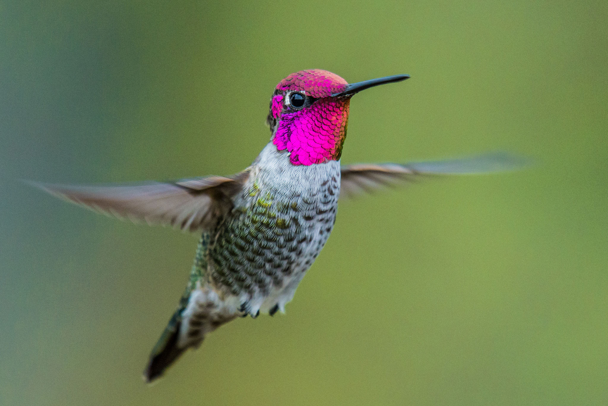 Nikon D600 sample photo. Anna's hummingbird in vancouver photography