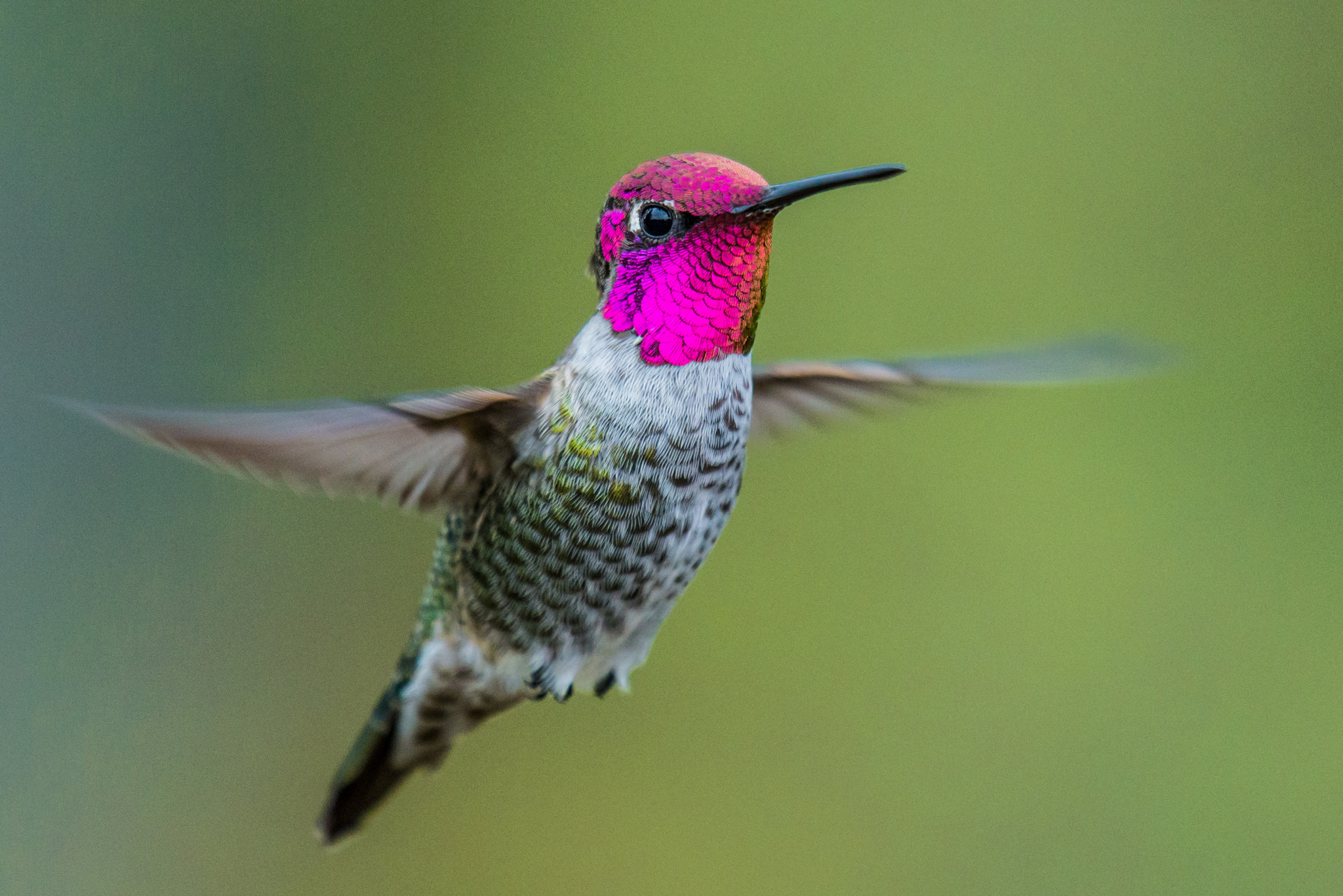 Nikon D600 + Nikon AF-S Nikkor 500mm F4G ED VR sample photo. Anna's hummingbird in vancouver photography