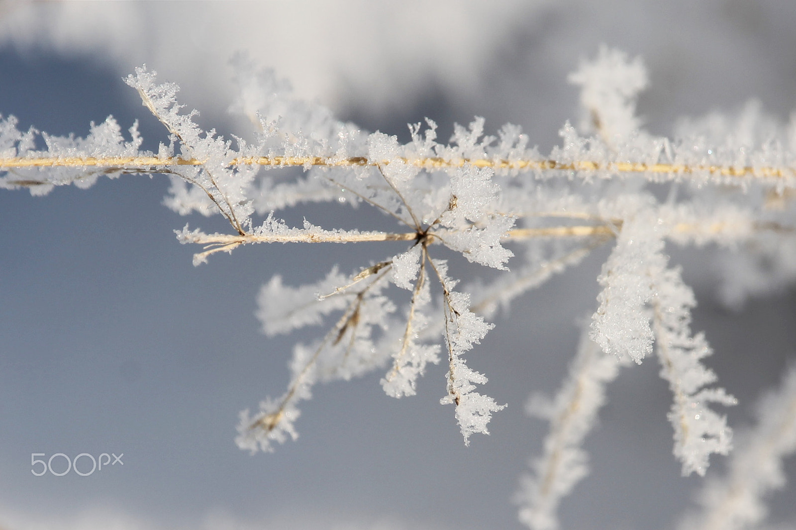 Canon EF-S 55-250mm F4-5.6 IS STM sample photo. Snow 3 photography