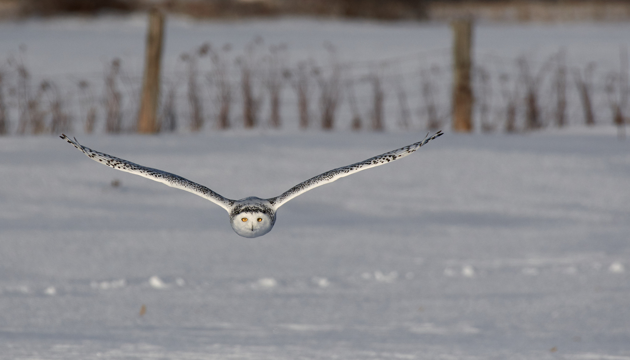 Nikon AF-S Nikkor 200-500mm F5.6E ED VR sample photo. Snowy owl photography