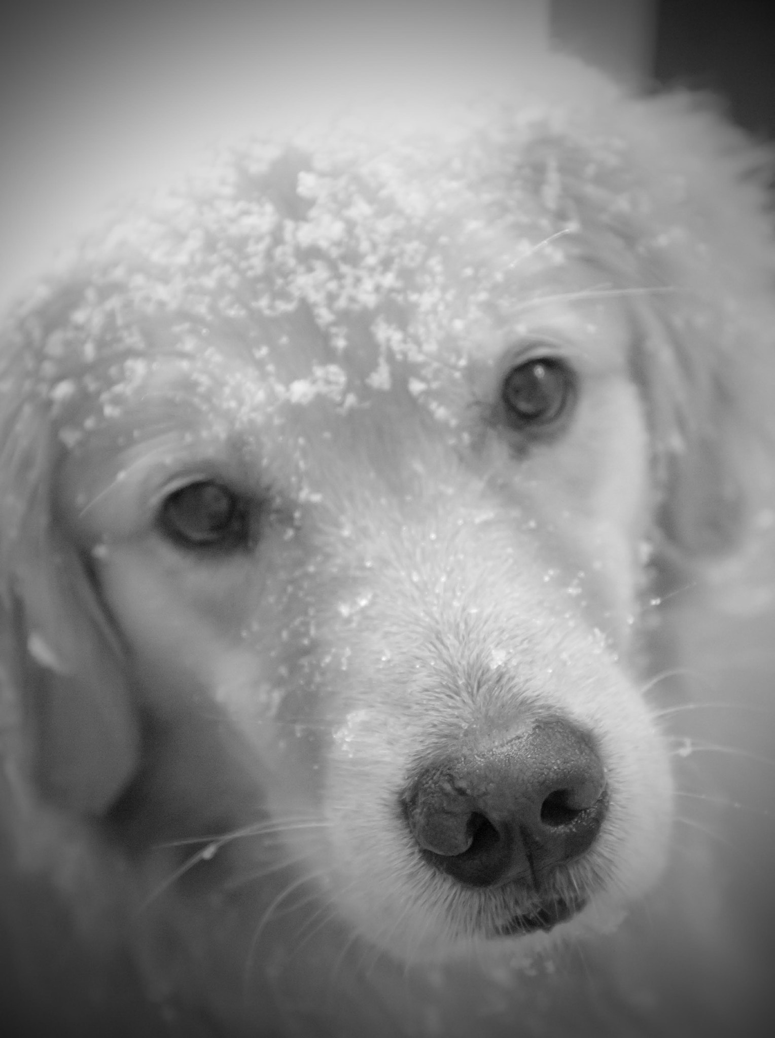 Canon EF 24-70mm F4L IS USM sample photo. Snowbanx photography