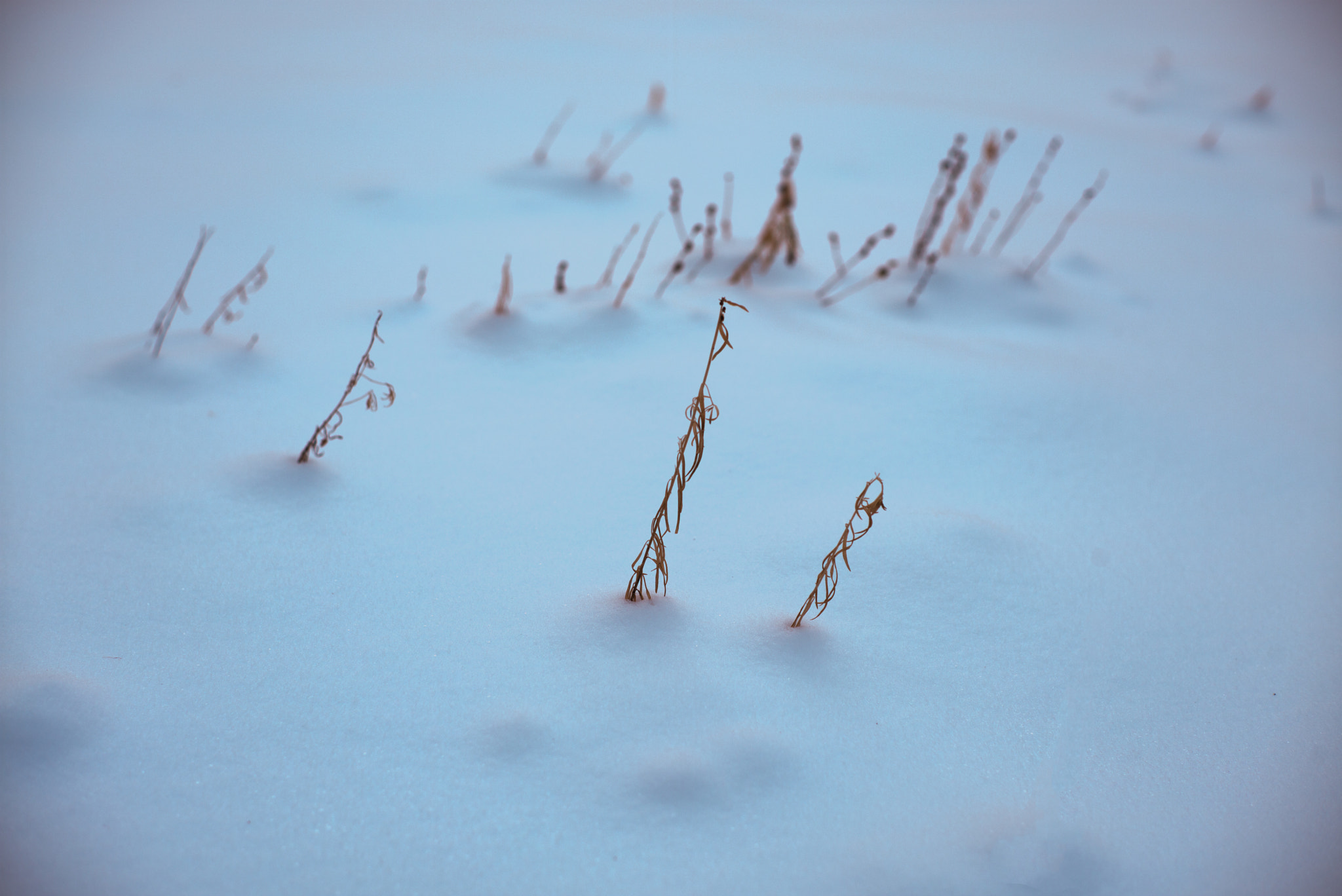 Summilux-M 1:1.4/50 sample photo. Grass in the snow photography