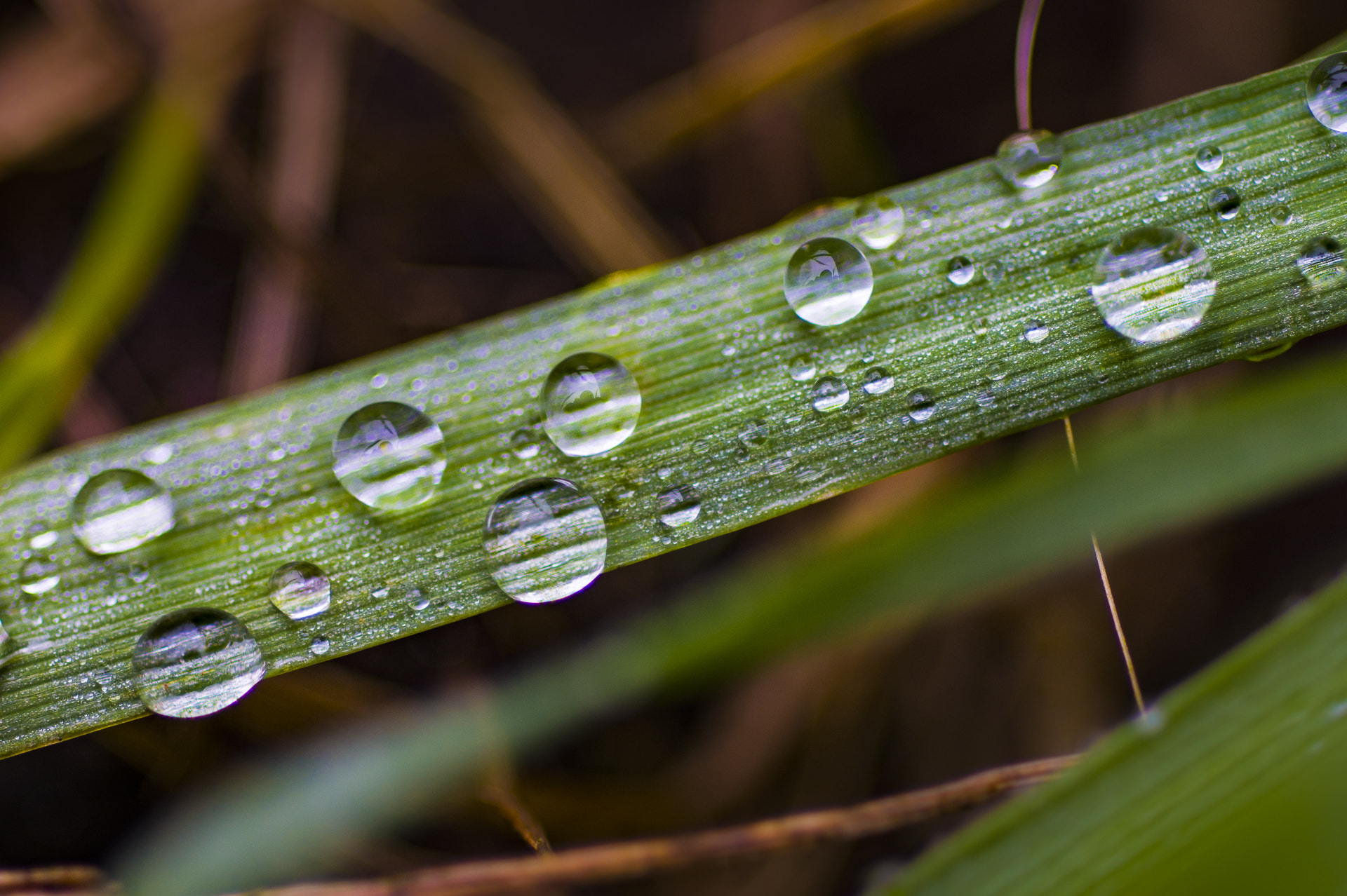 Nikon AF Micro-Nikkor 60mm F2.8D sample photo. Drops photography