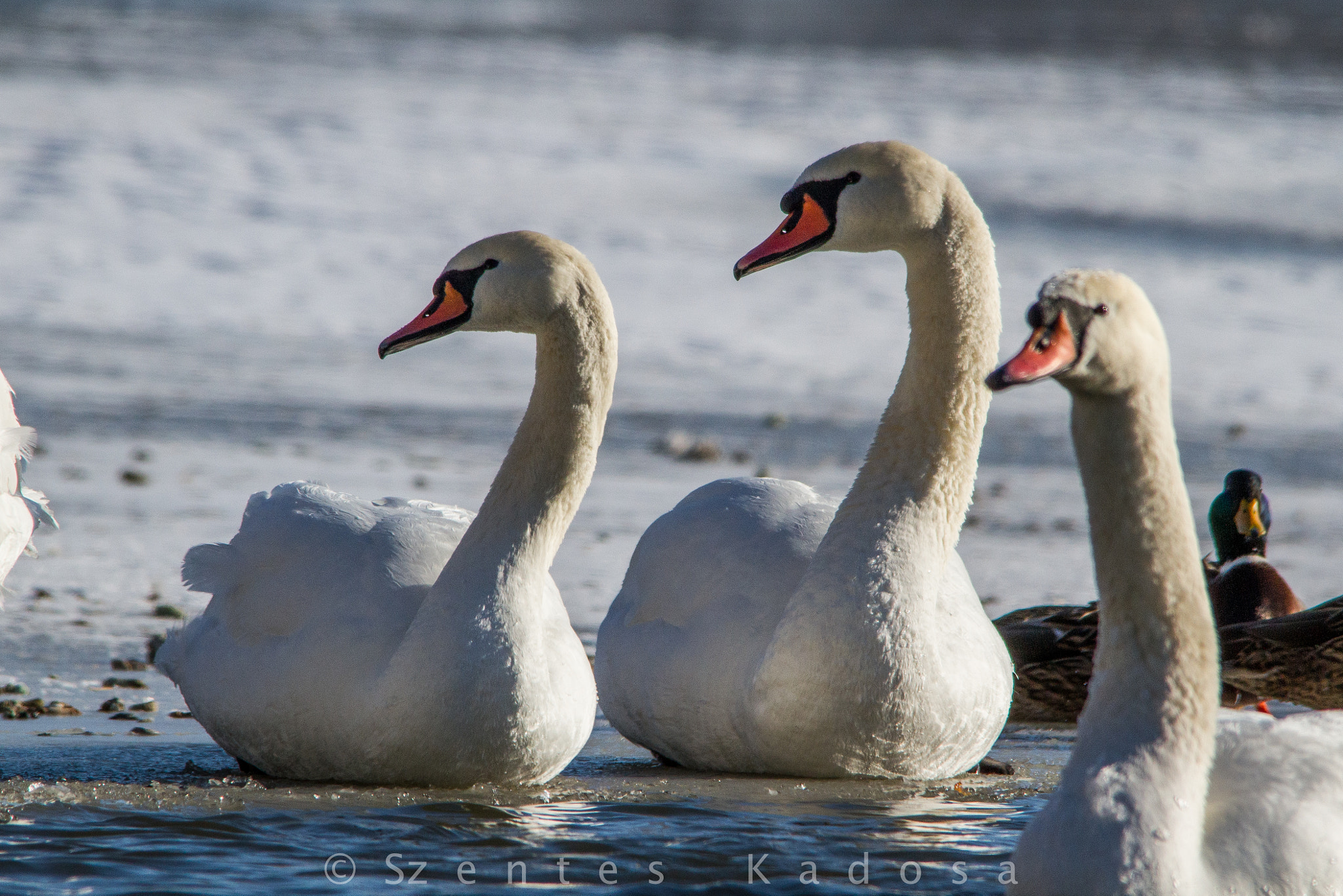 Canon EOS 7D + Sigma 150-500mm F5-6.3 DG OS HSM sample photo. Parallel swan photography