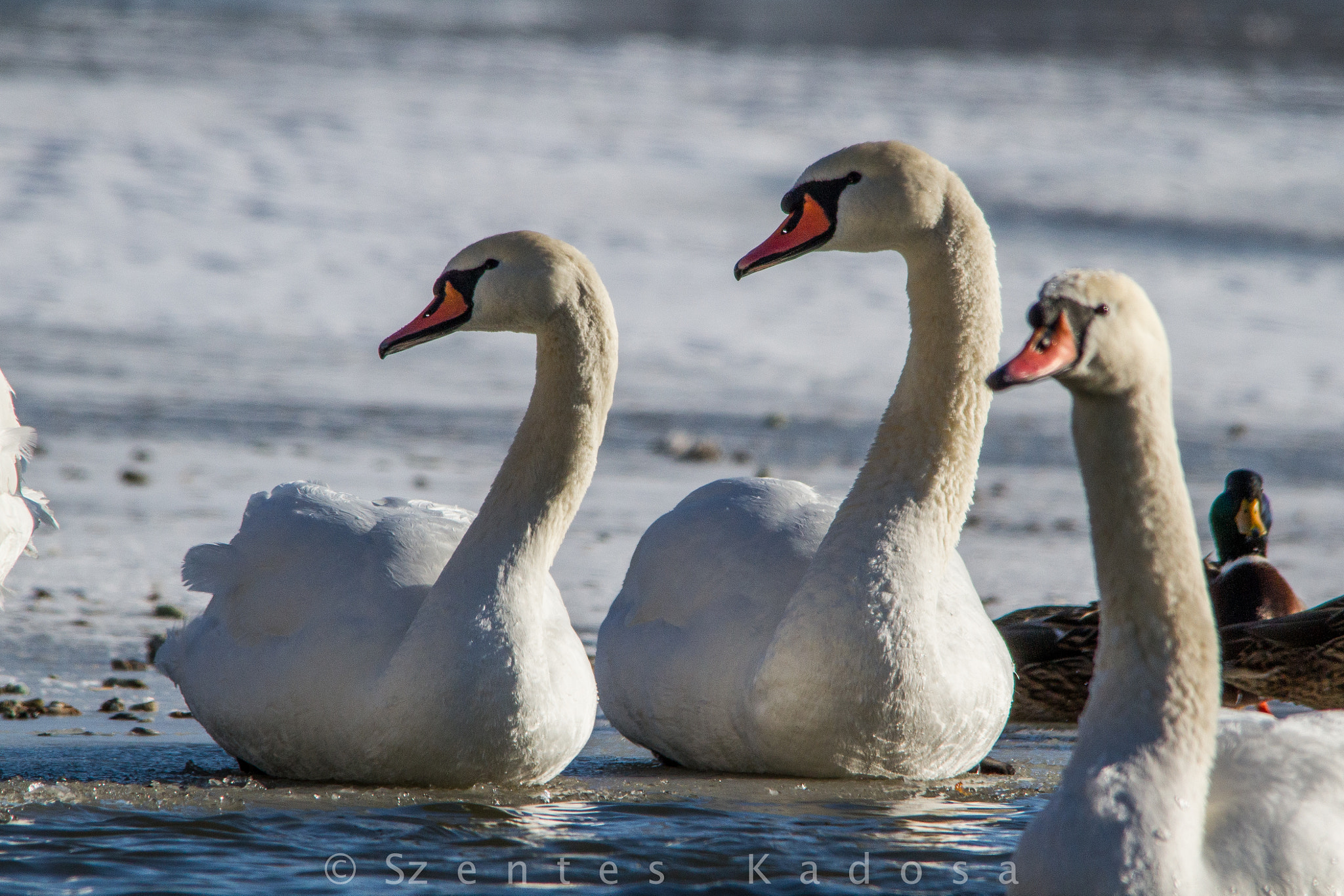 Sigma 150-500mm F5-6.3 DG OS HSM sample photo. Parallel swan photography