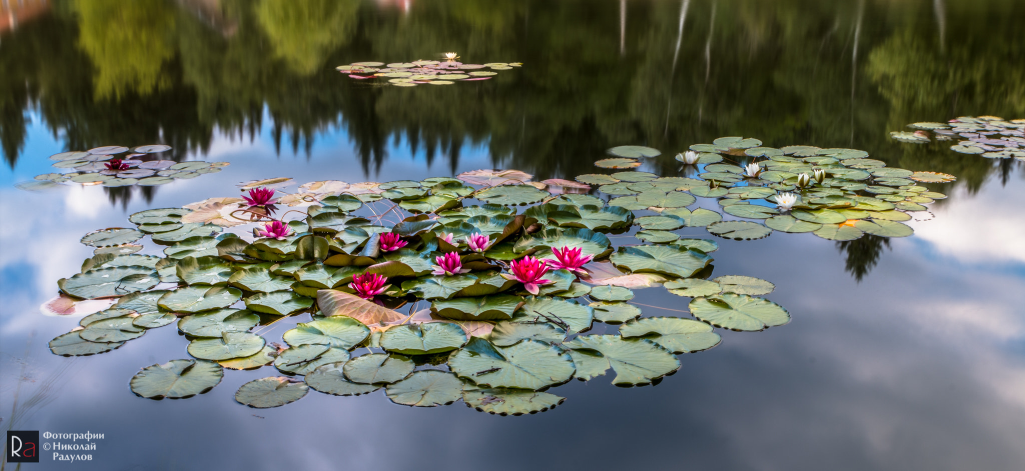 Canon EOS 70D + Canon EF 24-70mm F2.8L USM sample photo. Water lilies photography