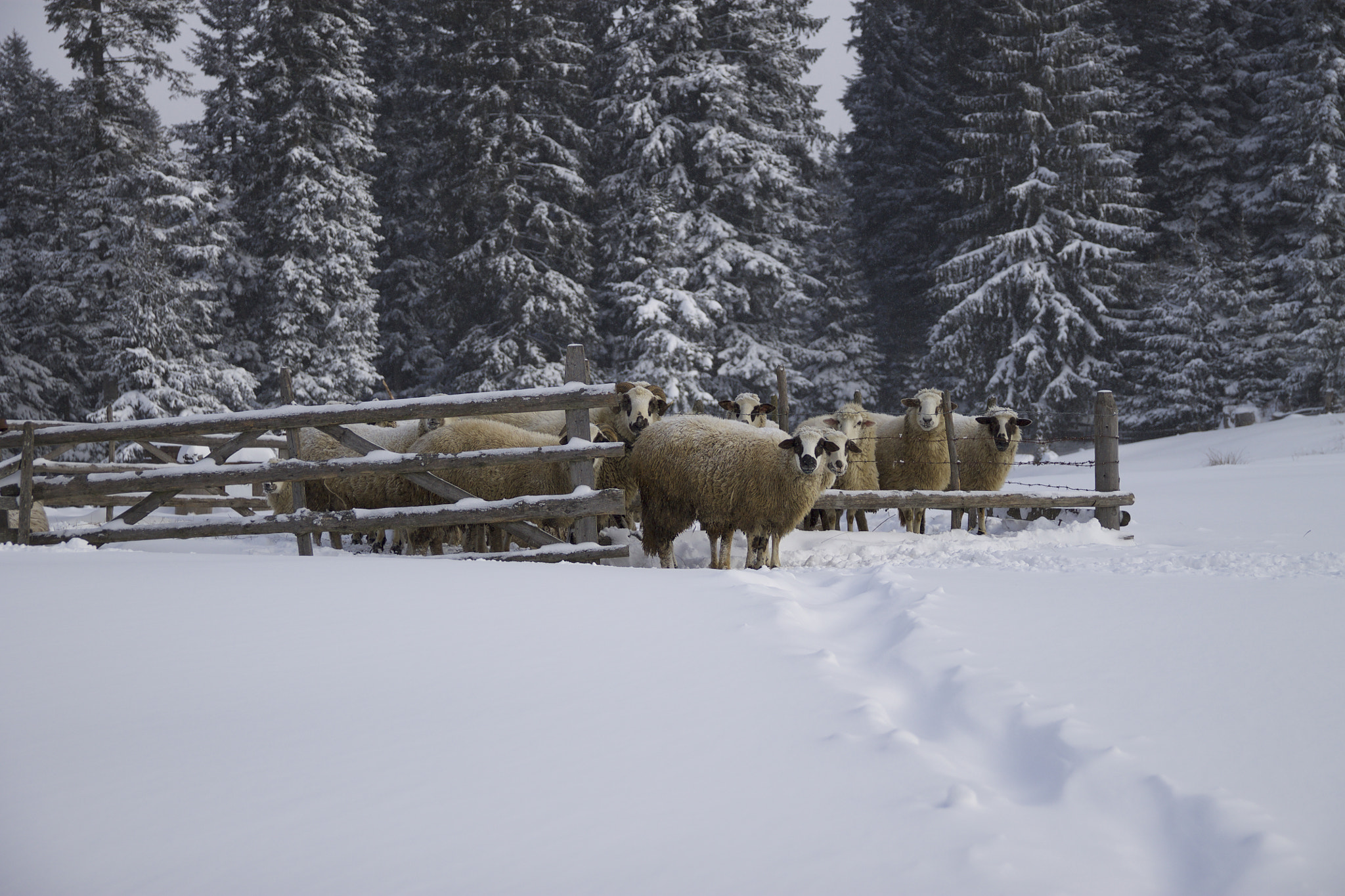 Canon EF-S 17-55mm F2.8 IS USM sample photo. Sheep photography