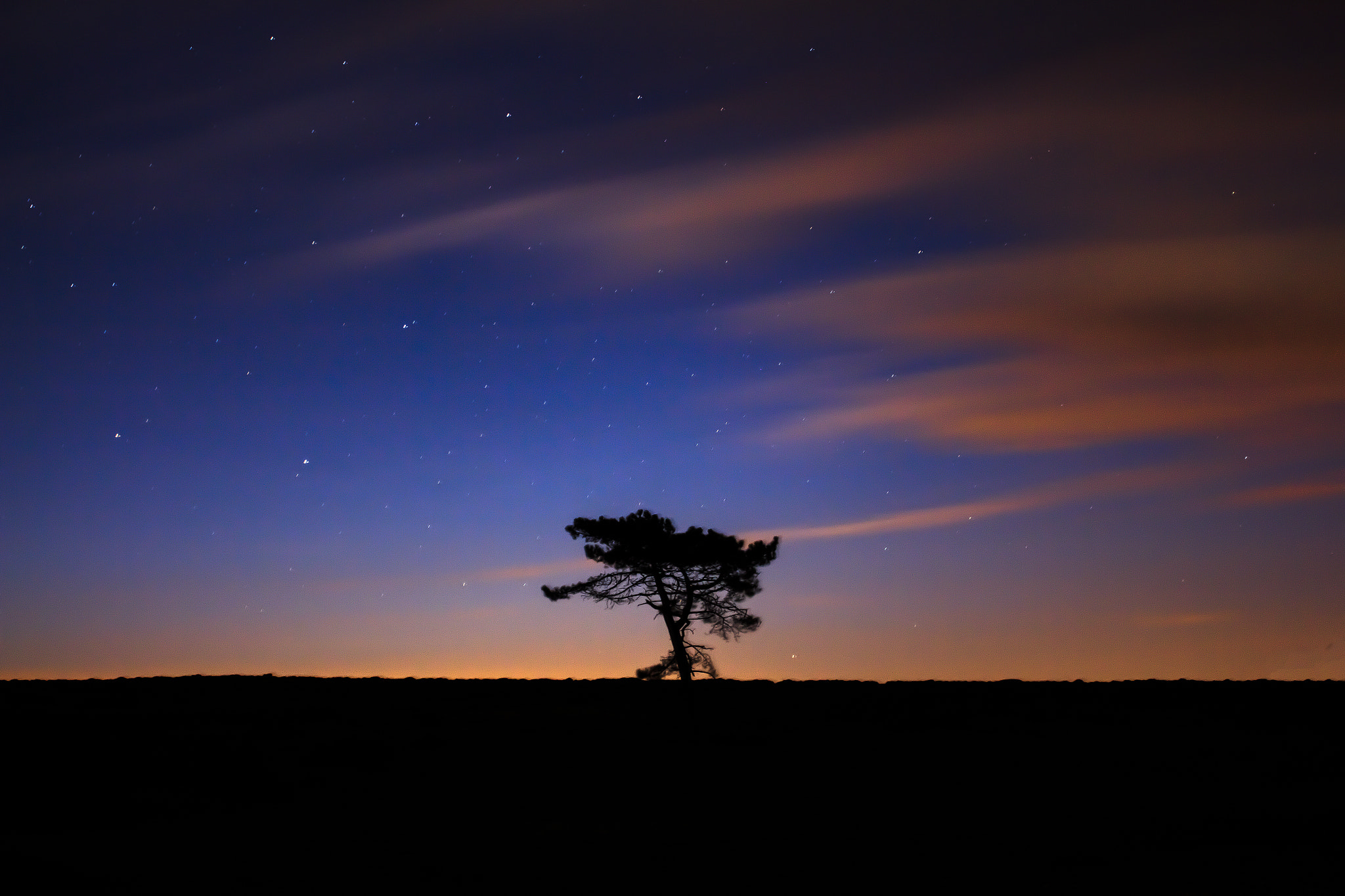 Canon EF 28mm F2.8 IS USM sample photo. Tree of life photography