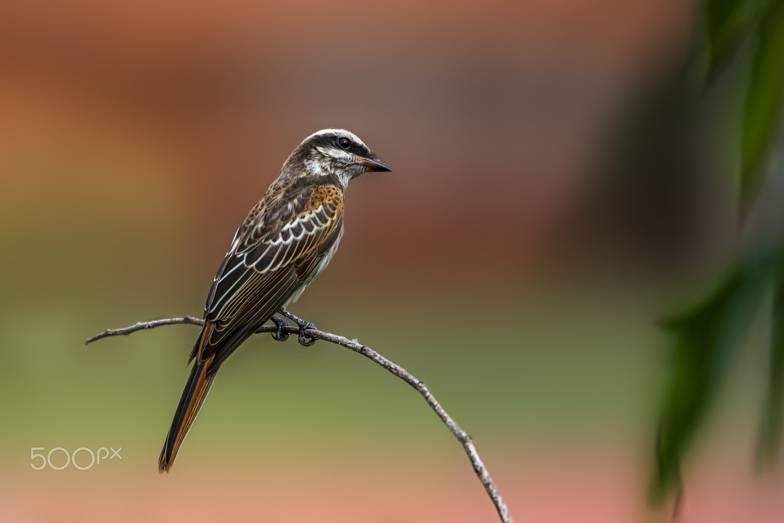 Sigma 150-600mm F5-6.3 DG OS HSM | C sample photo. Variegated flycatcher photography