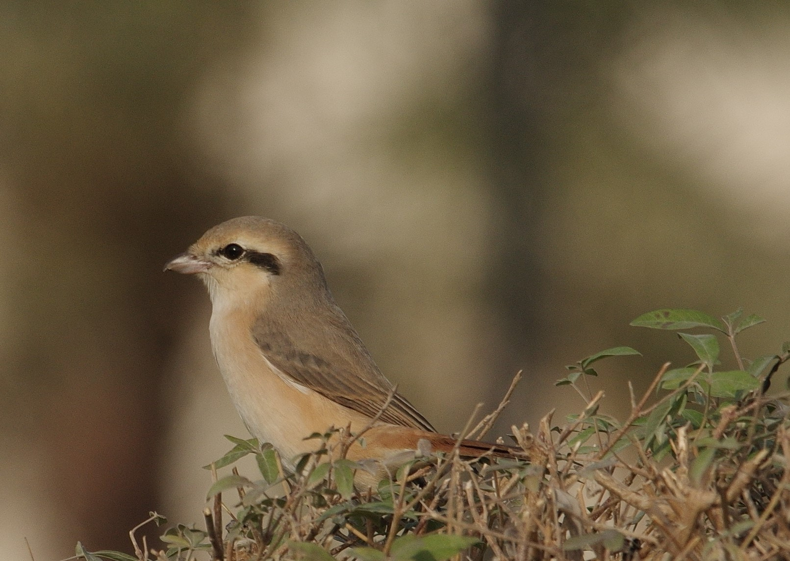 Pentax K-3 sample photo. Shrike bird . photography