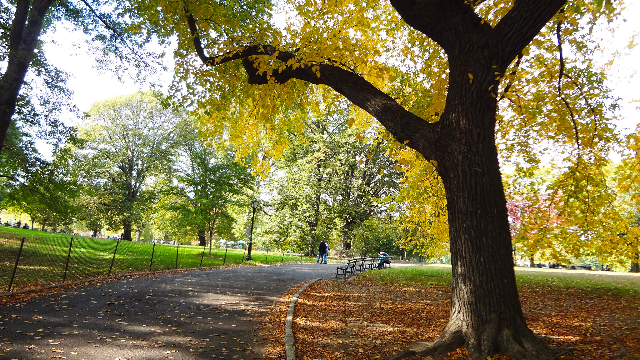 Sony DSC-WX7 sample photo. Central park photography