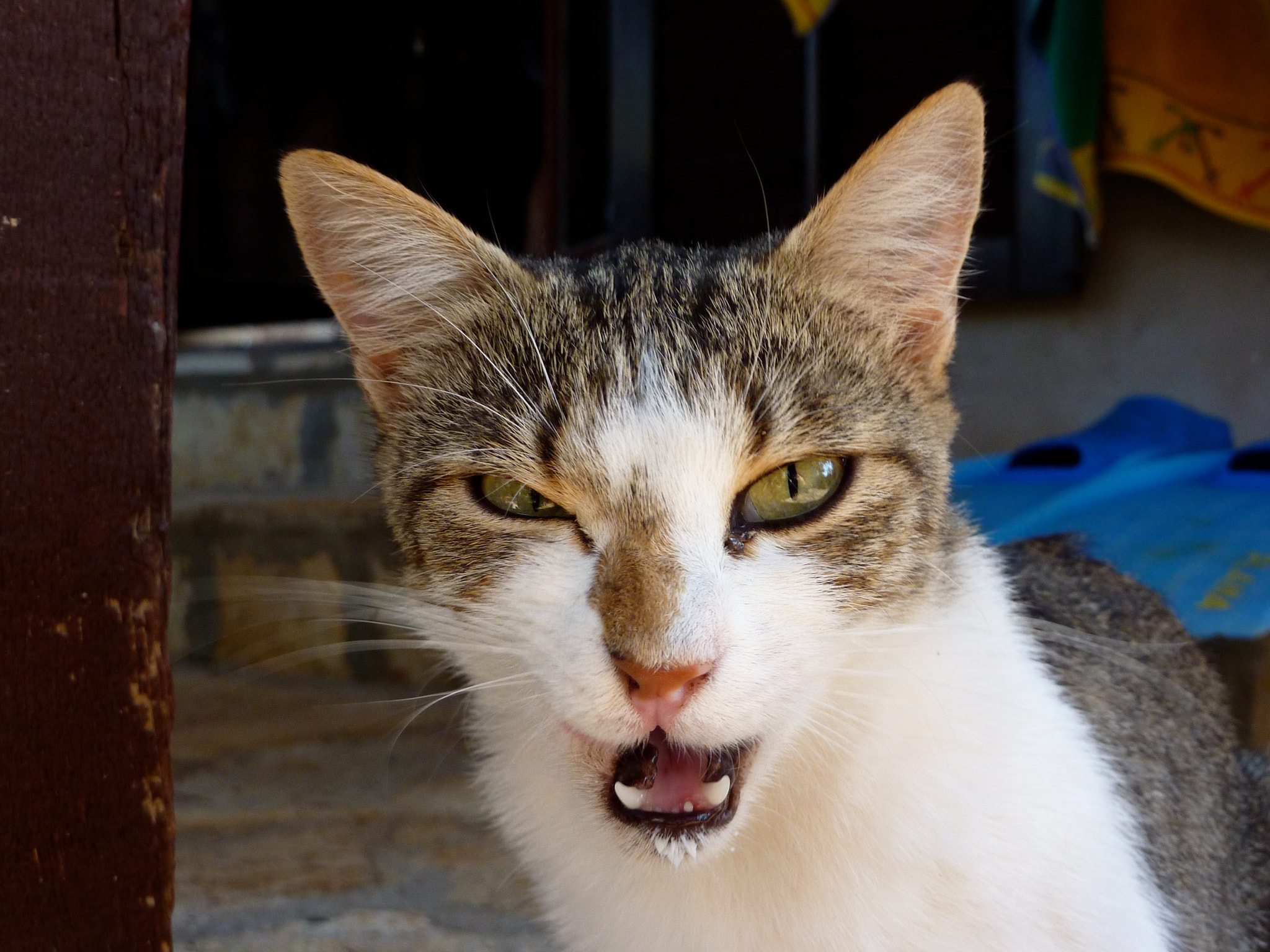 Panasonic Lumix DMC-ZS1 (Lumix DMC-TZ6) sample photo. R u talkin' to me? photography