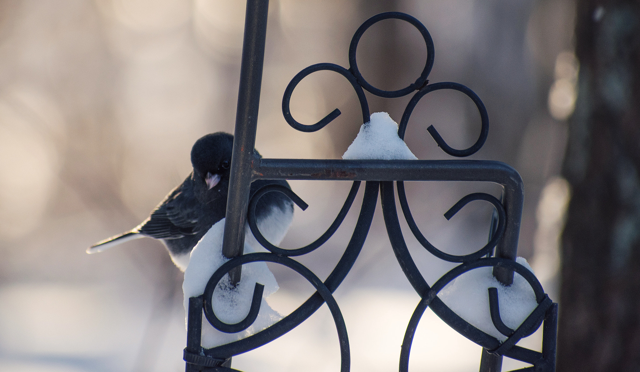 Nikon AF-S Nikkor 70-200mm F2.8G ED VR II sample photo. Juncos photography