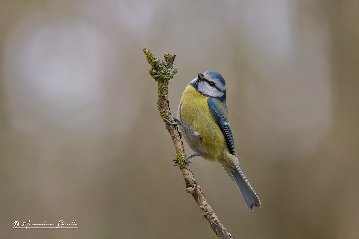 Nikon D7200 + Sigma 300mm F2.8 APO EX DG HSM sample photo. Cinciarella photography