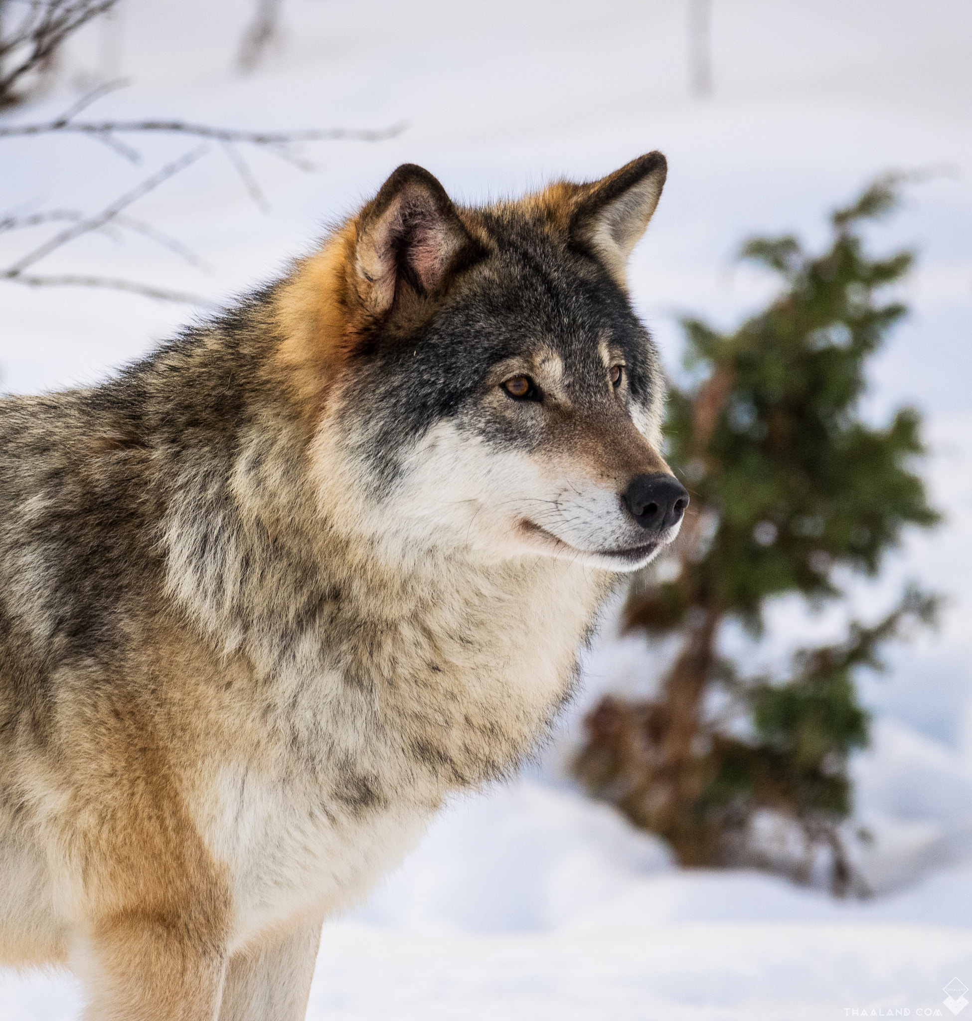 Olympus OM-D E-M1 + LEICA DG 100-400/F4.0-6.3 sample photo. Lone wolf photography