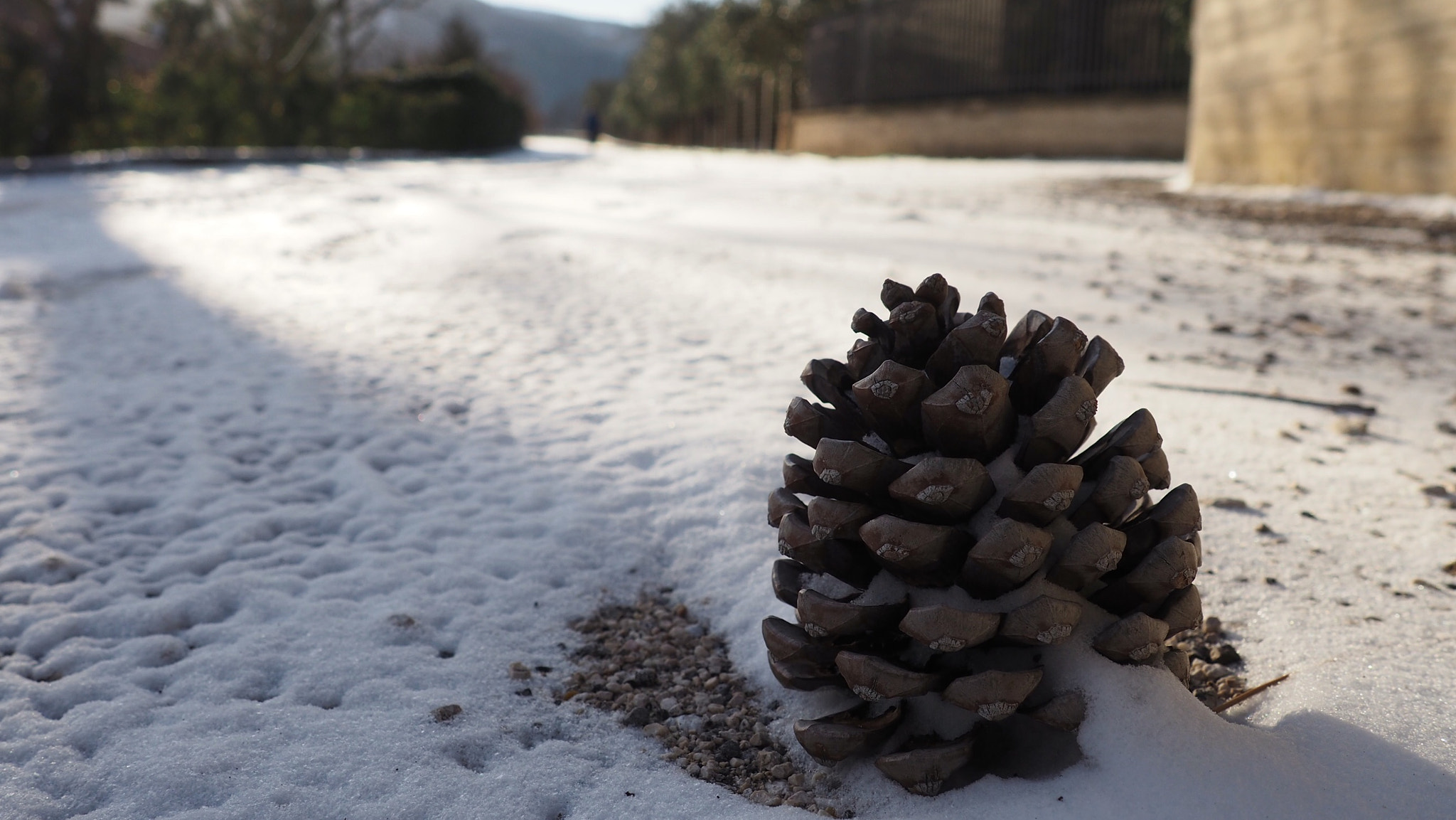 Olympus M.Zuiko Digital 14-42mm F3.5-5.6 II R sample photo. Pine cone photography