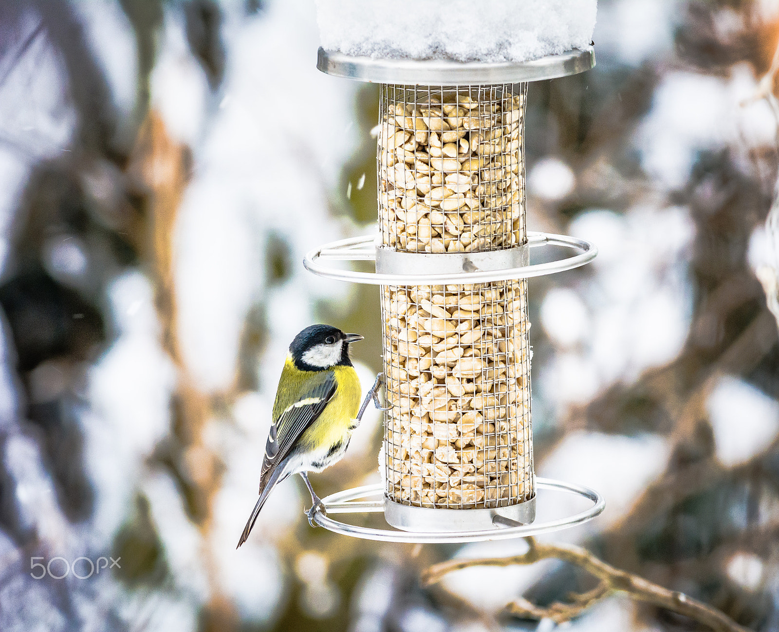 Nikon AF-S Nikkor 70-200mm F4G ED VR sample photo. Great tit at the cold buffet photography
