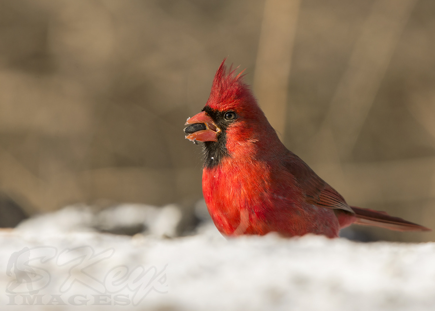 Sigma 500mm F4.5 EX DG HSM sample photo. Red and white (northern cardinal) photography