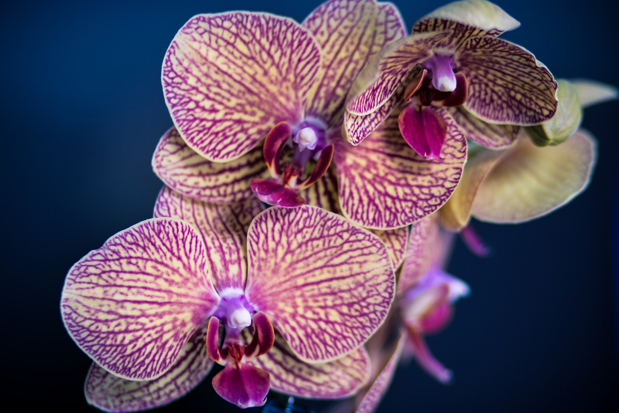 Canon EOS 80D + Canon EF 85mm F1.8 USM sample photo. Winter orchid photography