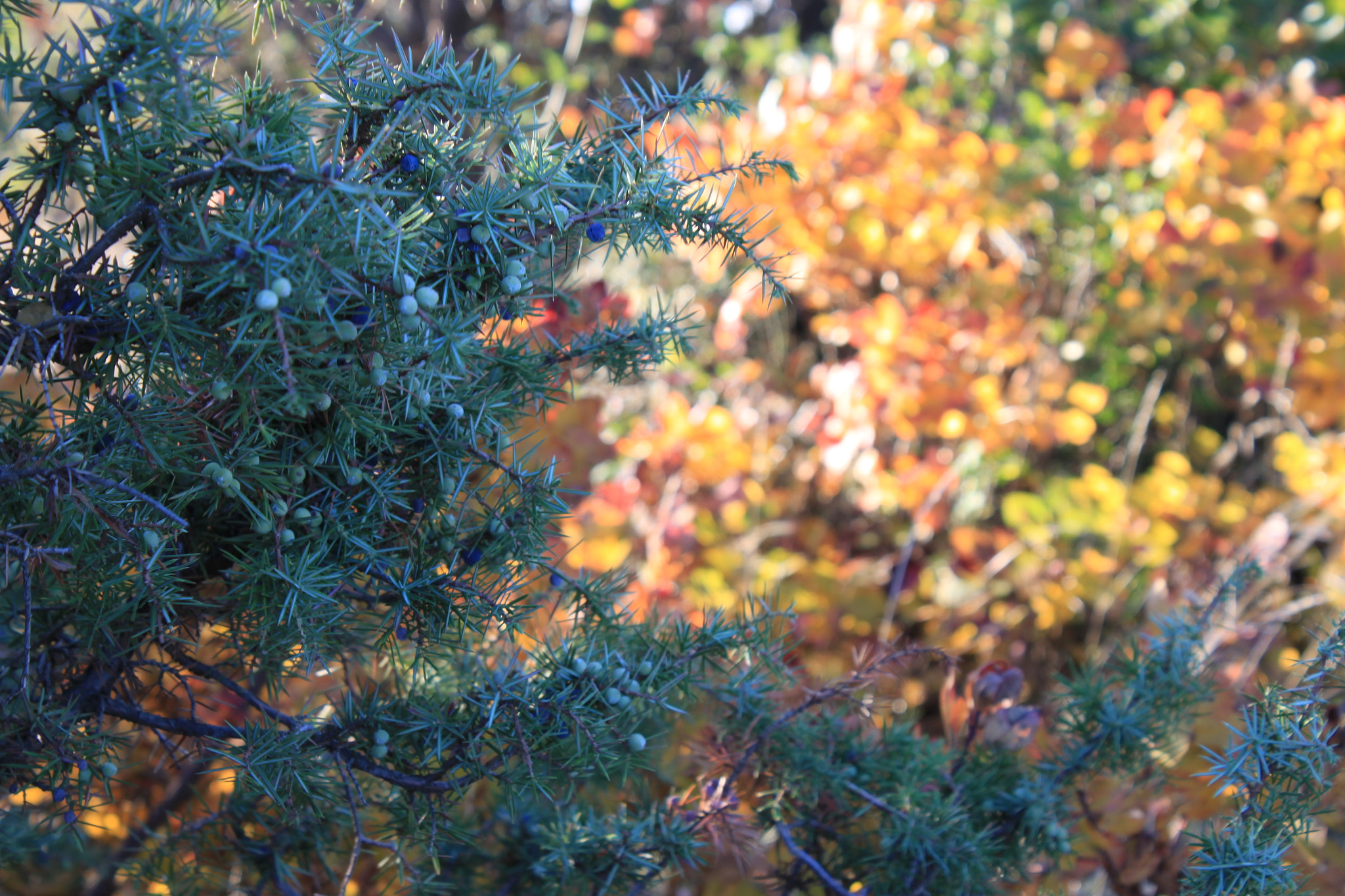Canon EOS 500D (EOS Rebel T1i / EOS Kiss X3) sample photo. Kras photography