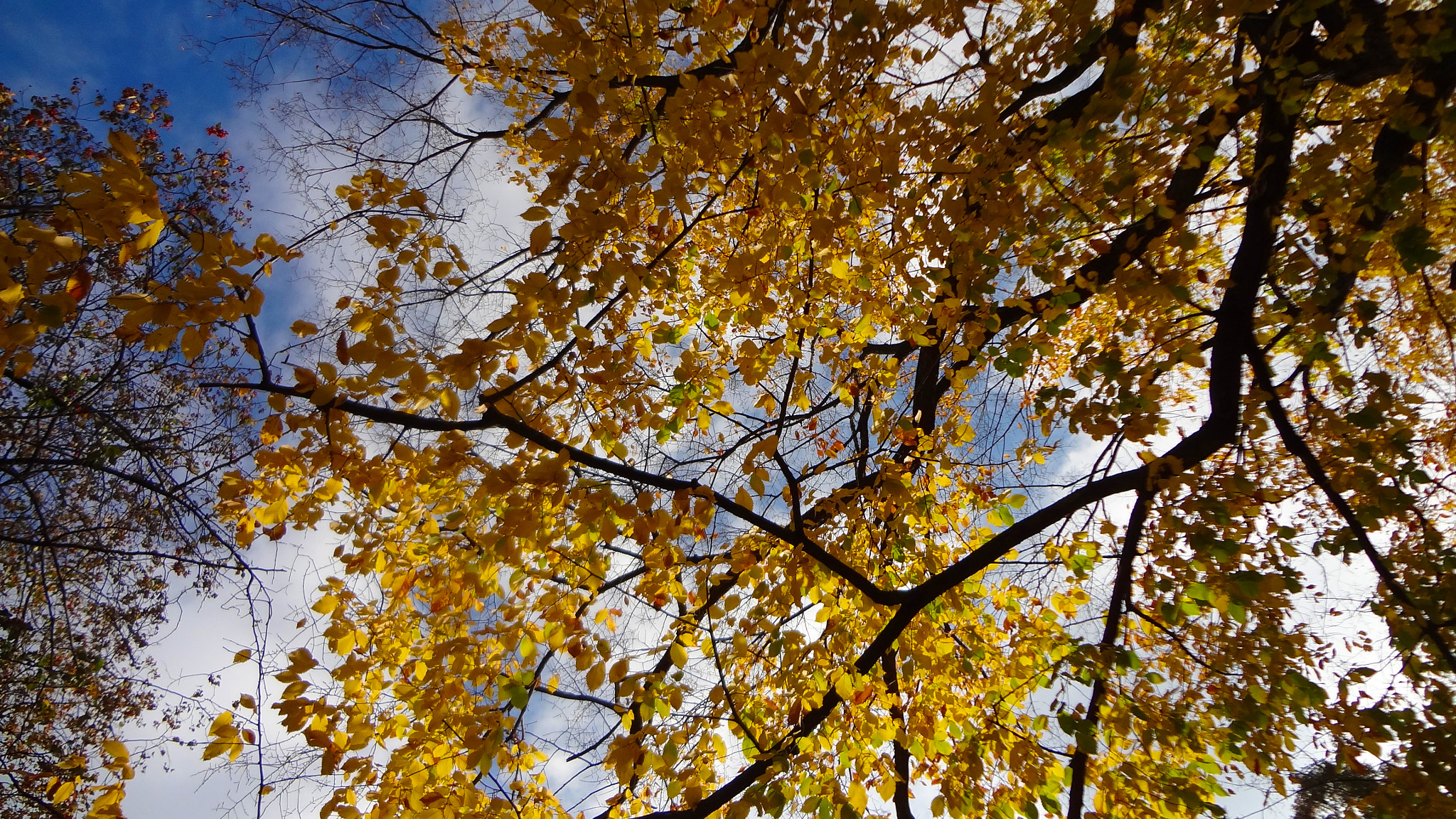 Sony DSC-WX7 sample photo. Central park en otoño photography