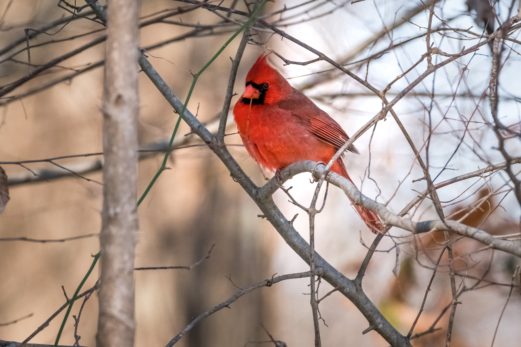 Sony a7R II + Tamron SP 150-600mm F5-6.3 Di VC USD sample photo. Red cardinal photography