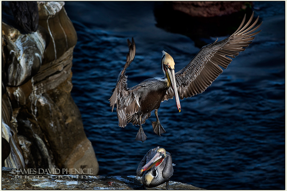 Nikon D500 sample photo. Landing photography