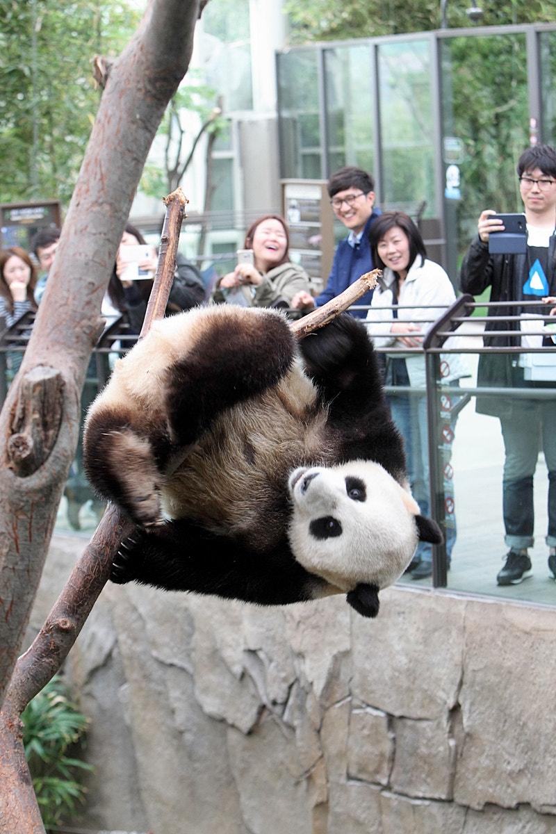 Canon EOS-1D Mark IV sample photo. Playing panda in everland,  korea photography