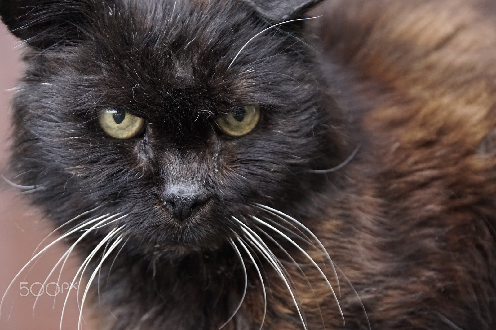Sony DT 18-135mm F3.5-5.6 SAM sample photo. Katzenportrait photography