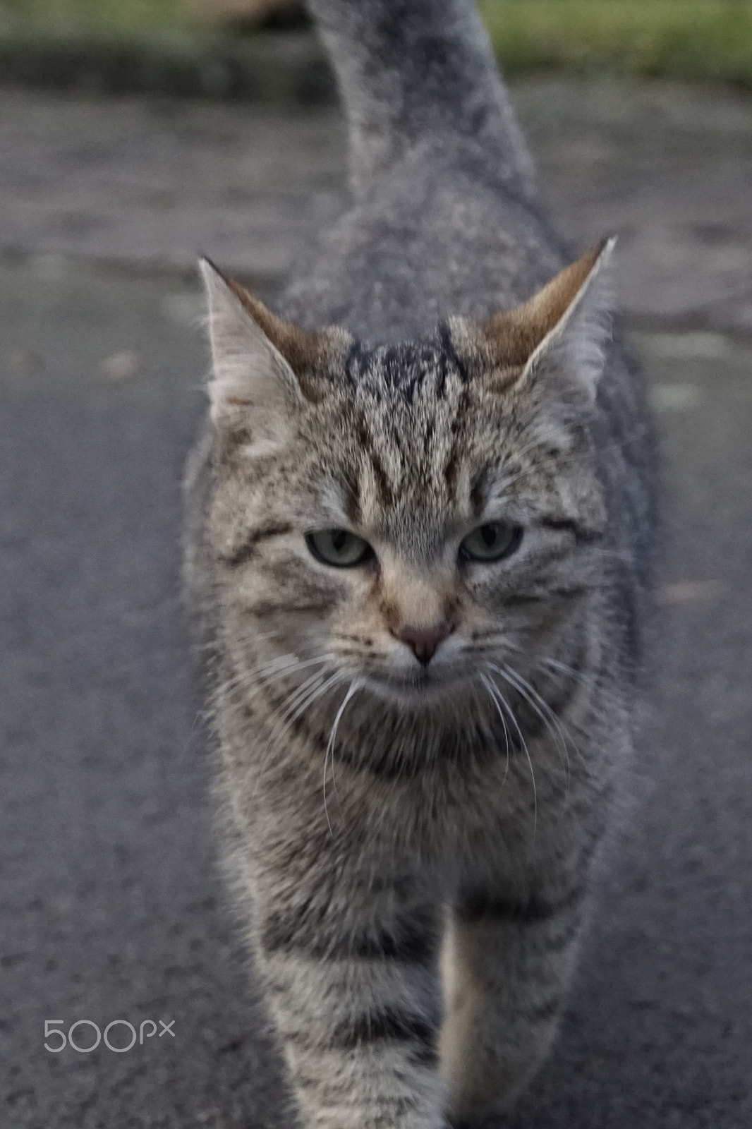 Sony ILCA-77M2 sample photo. The walking cat photography