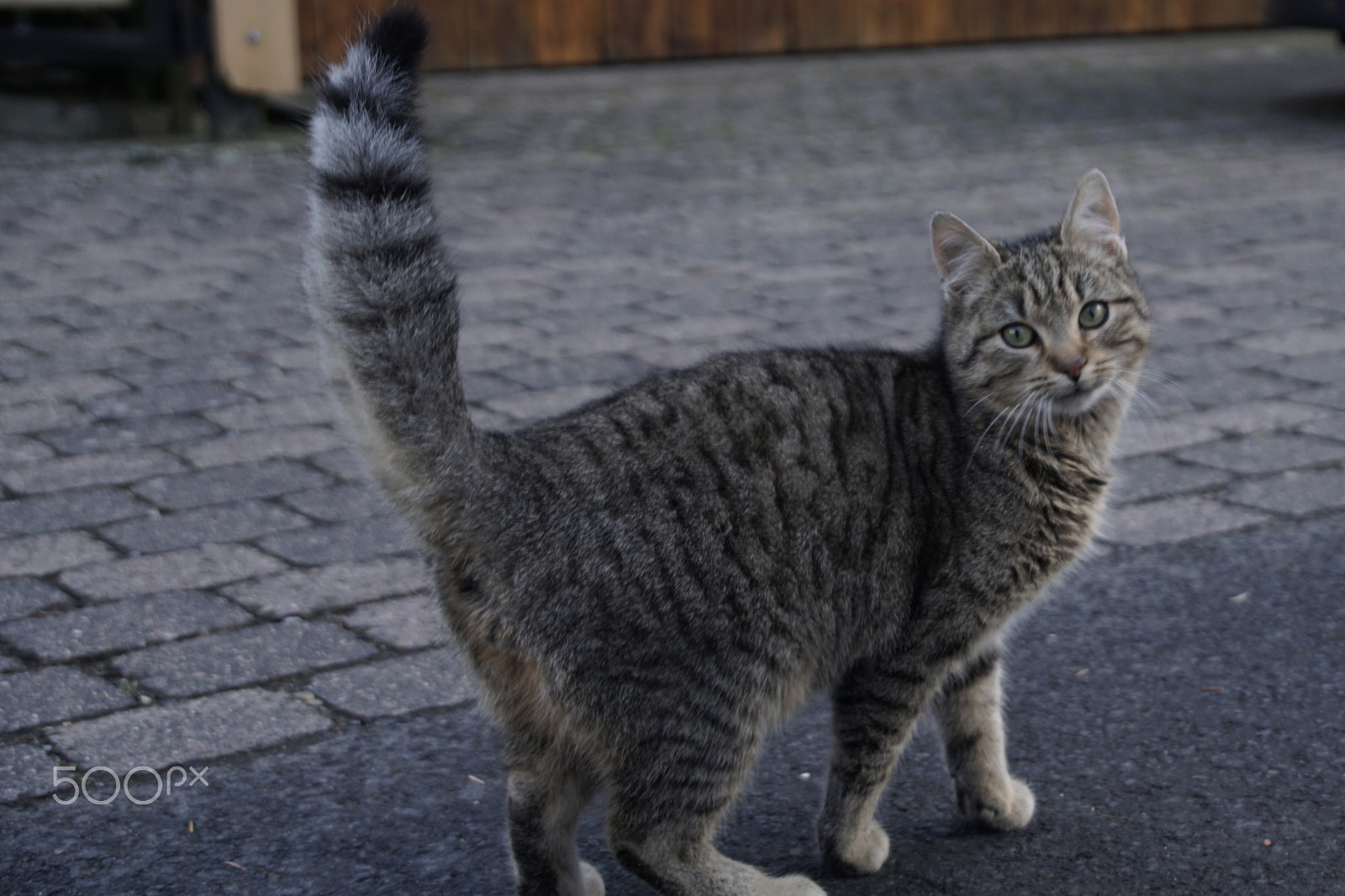 Sony DT 18-135mm F3.5-5.6 SAM sample photo. Katze ganzkörper photography