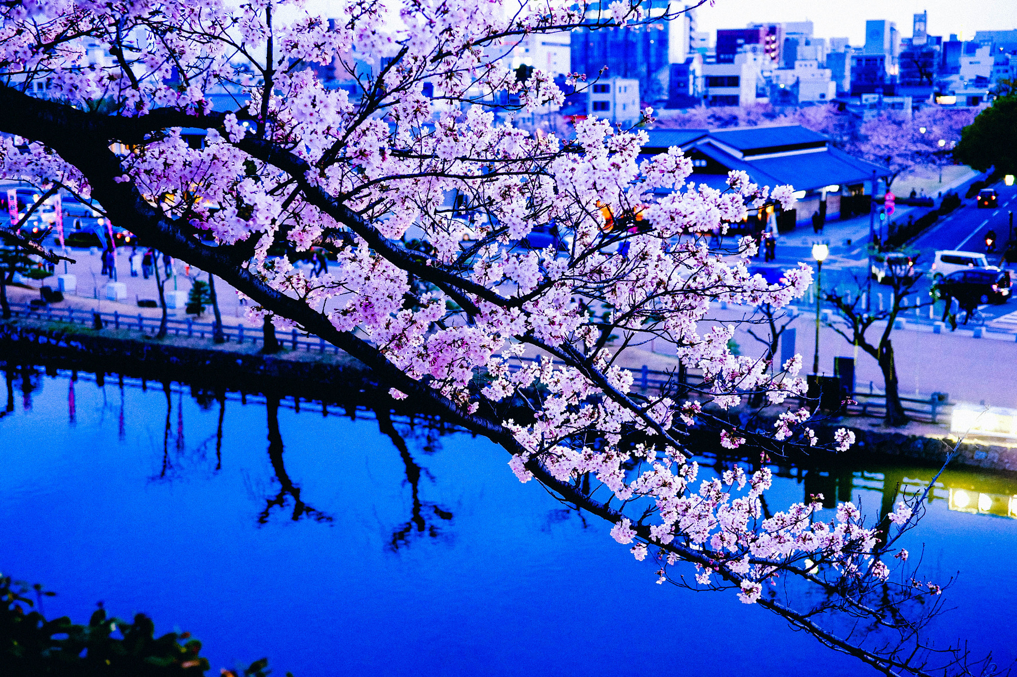 ZEISS Touit 32mm F1.8 sample photo. 桜 photography