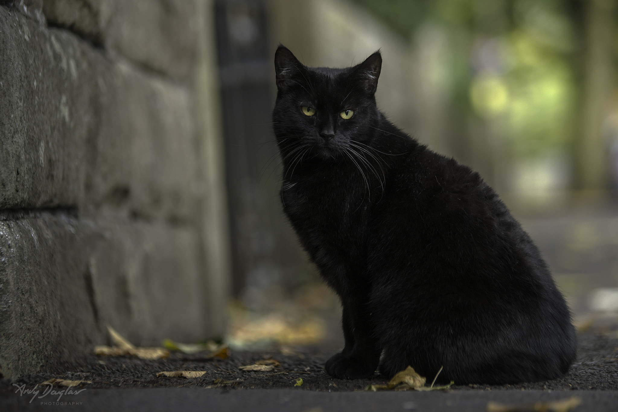 Tamron SP AF 70-200mm F2.8 Di LD (IF) MACRO sample photo. Black cat photography